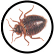 Exterminators in South Jersey
